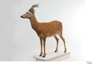 European roe deer whole body 0005.jpg